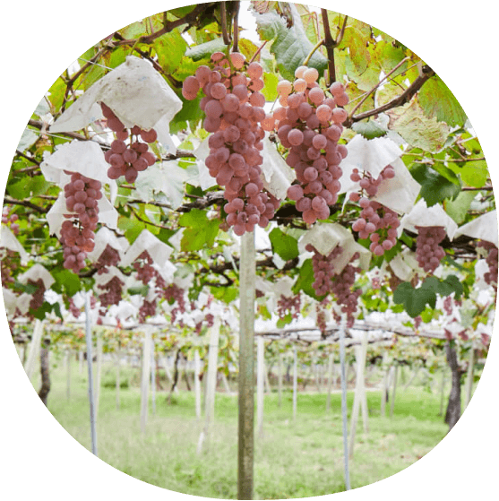 山梨県産の葡萄の画像